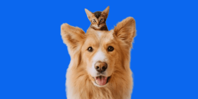 Pets